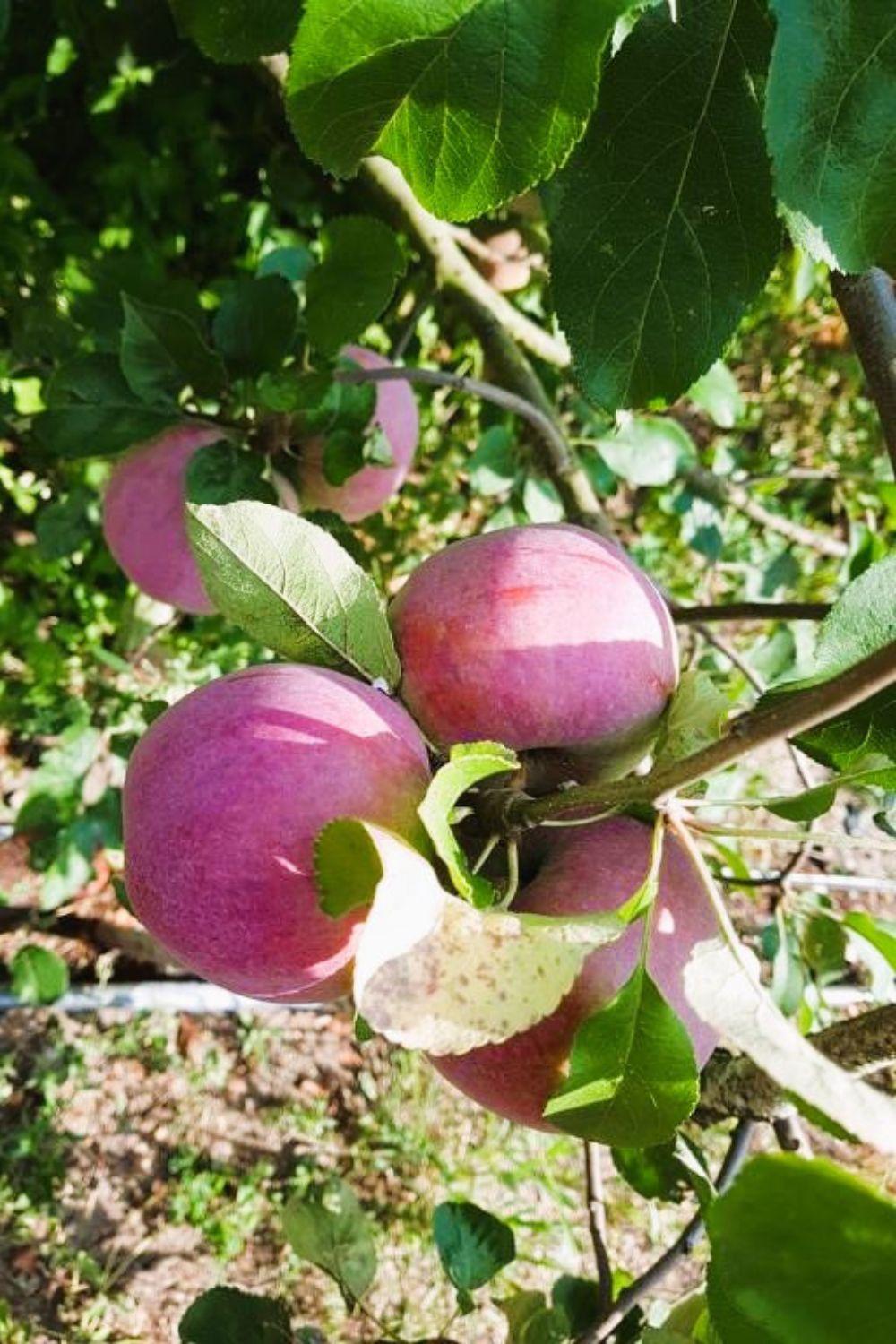 Вилла Olszyna Pod Brzoza Экстерьер фото