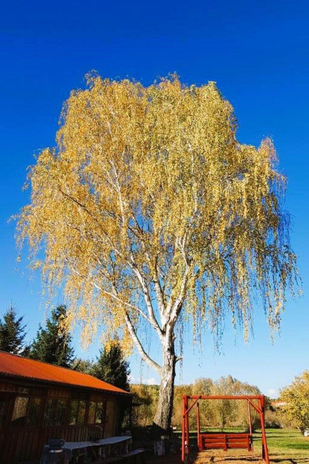 Вилла Olszyna Pod Brzoza Экстерьер фото