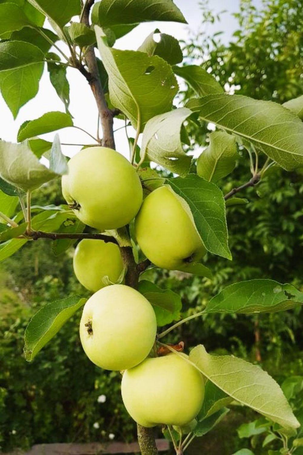 Вилла Olszyna Pod Brzoza Экстерьер фото